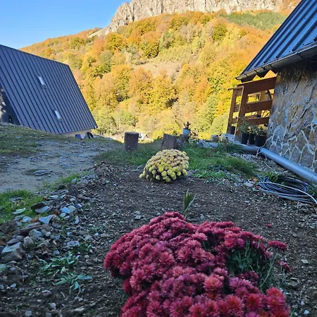 Charpatian Log * Dragoslavele